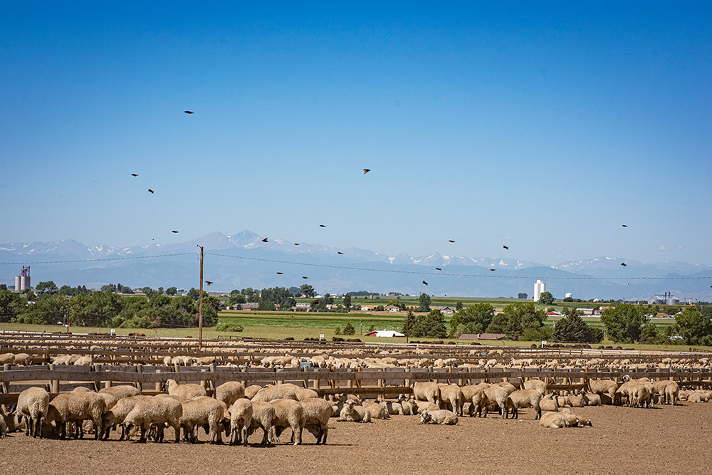 large-group-of-sheep.jpg