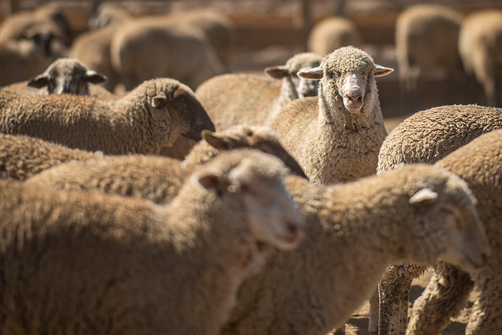 raising-sheep-on-a-farm.jpg