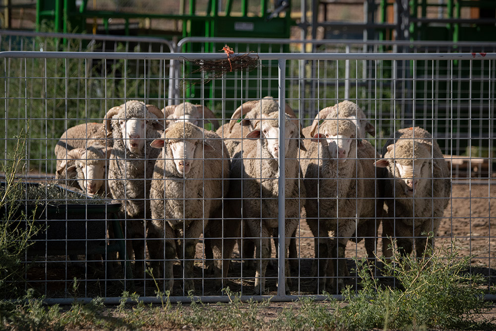 sheep-behind-a-metal-fence.jpg