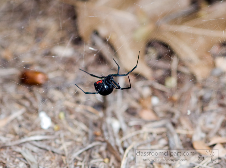 black-widow-spider-photo_070.jpg