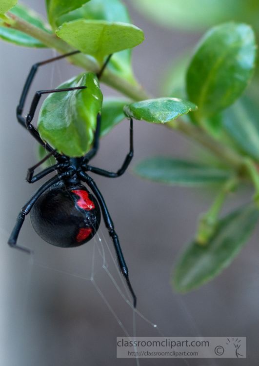 black-widow-spider-photo_094.jpg