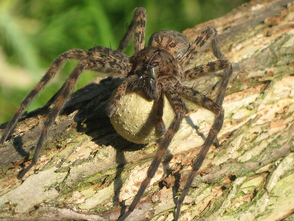 fishing-spider-with-egg-sac.jpg