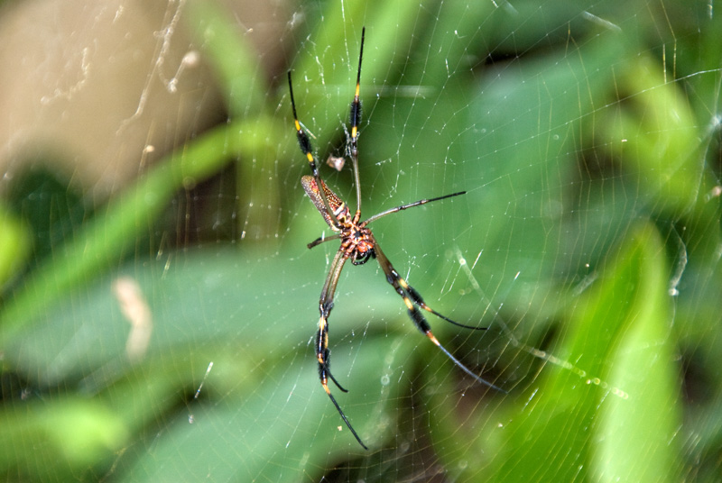 large-spider-on-web-costa-rica-370.jpg