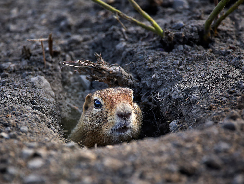 arctic-ground-squirrel-peaks-its-head-out-of-its-burrow.jpg