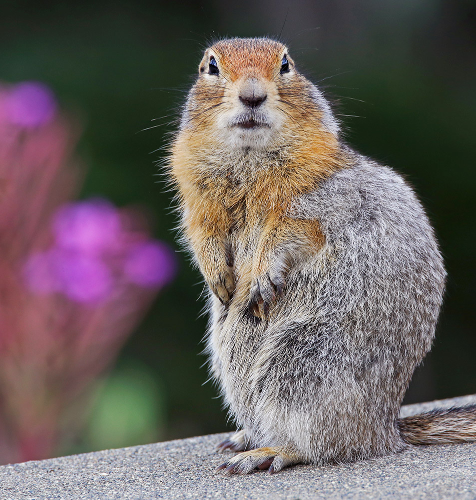 cute-ground-squirrel-poses-with-flowers-in-background.jpg