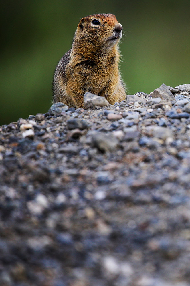 cute-squirrel-looking-over-mound-of-dirt.jpg