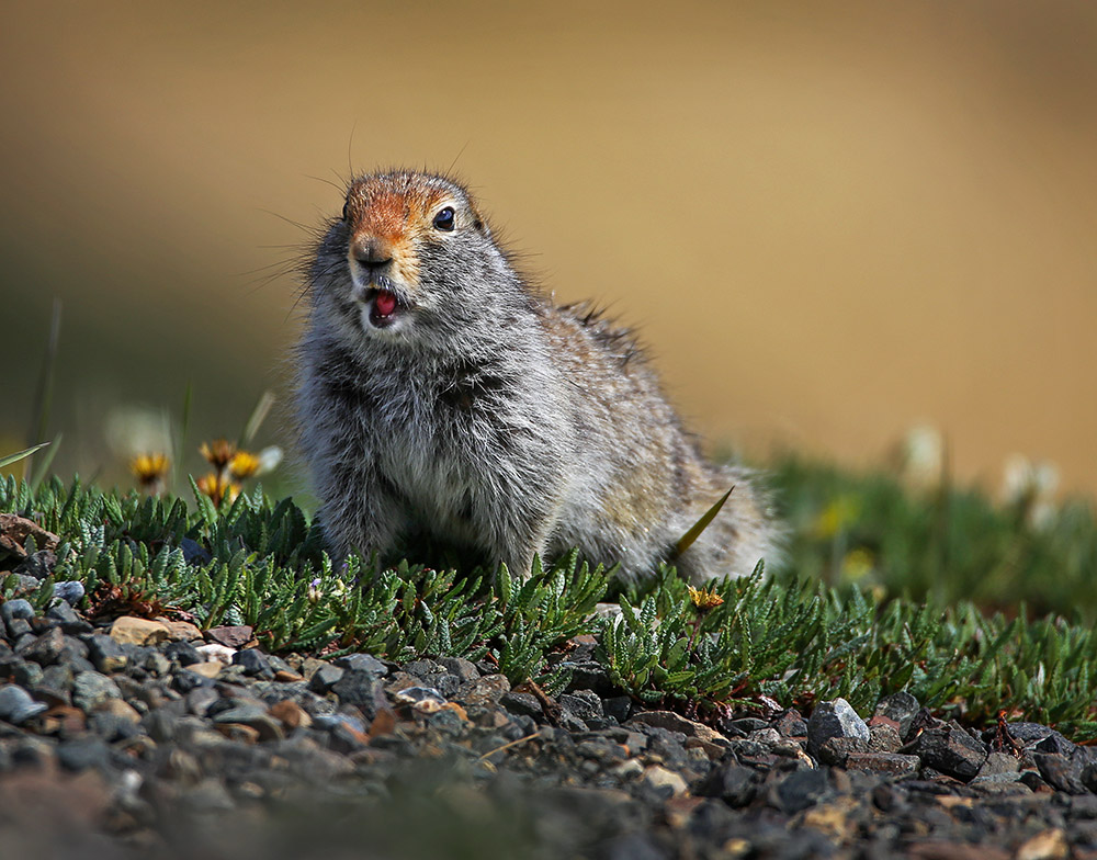 ground-squirrel-on-grassy-side-of-the-road.jpg