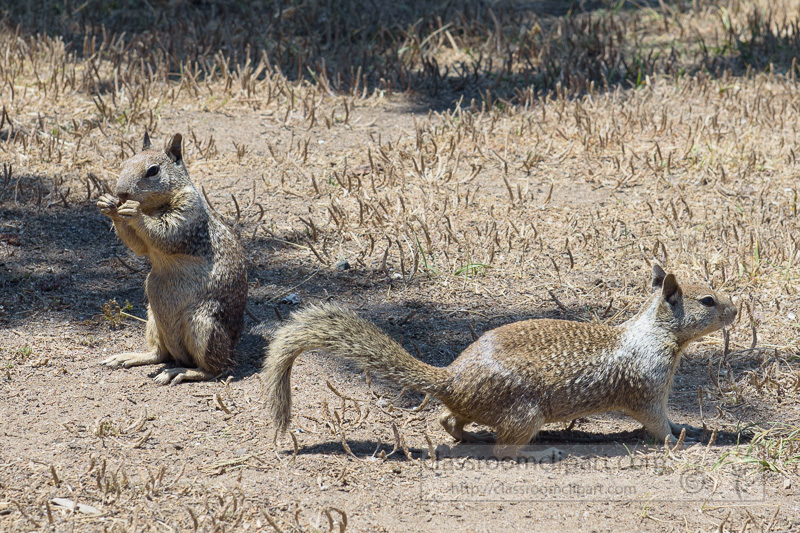 photo-california-ground-squirrel-6920.jpg