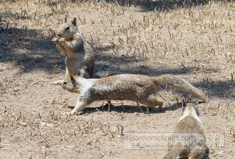 photo-california-ground-squirrel-6922.jpg