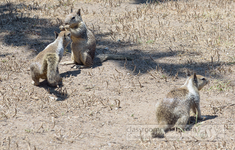 photo-california-ground-squirrel-6924.jpg