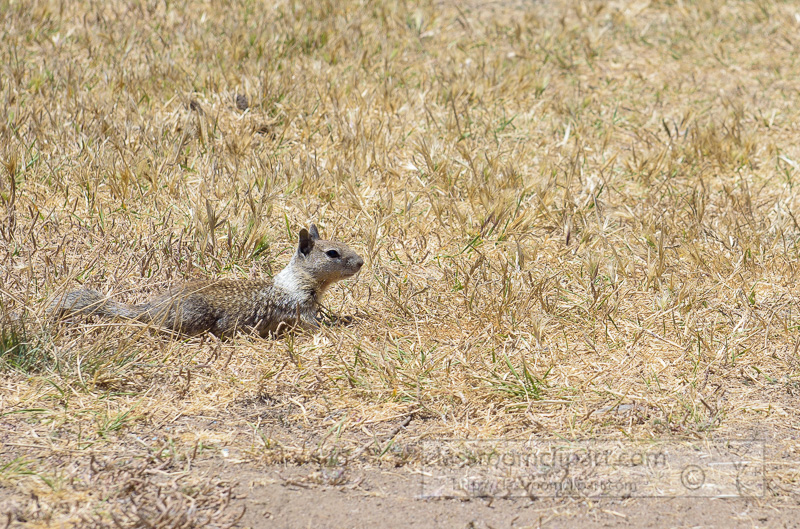 photo-california-ground-squirrel-6927.jpg