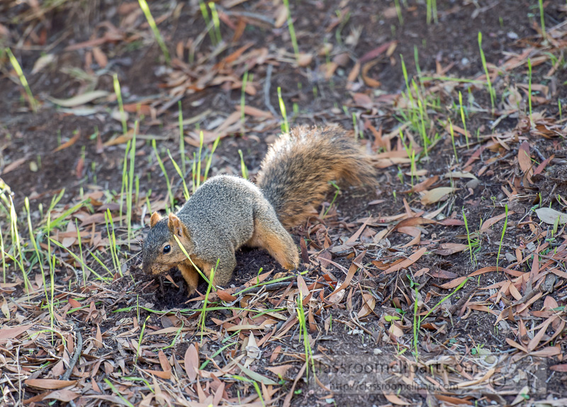 photo-squirrel-digging-hole-in-ground-image-8788E.jpg