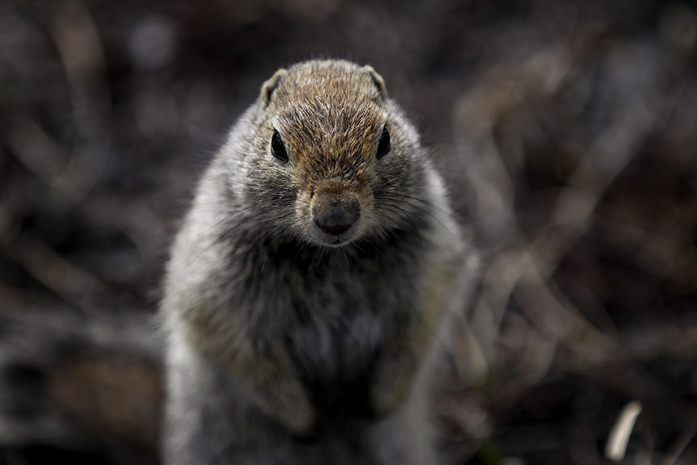 squirrel-front-view-closeup-at-denali.jpg