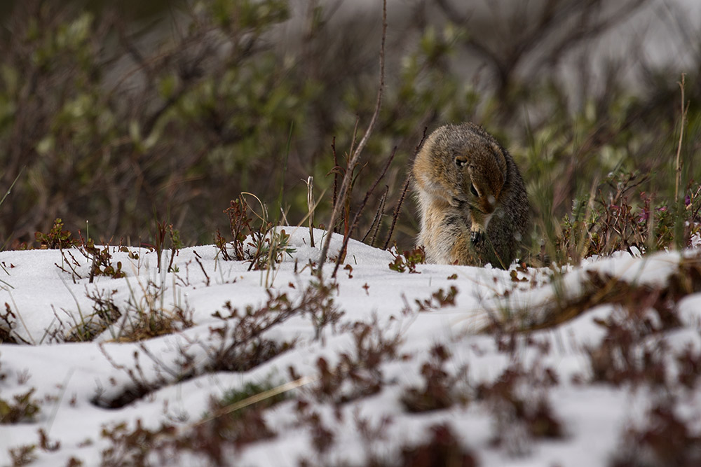 squirrel-sits-in-snow-denali-national-park.jpg