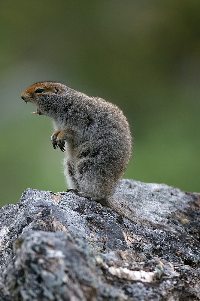 squirrel-sits-on-rock-with-mouth-open-shows-teeth.jpg