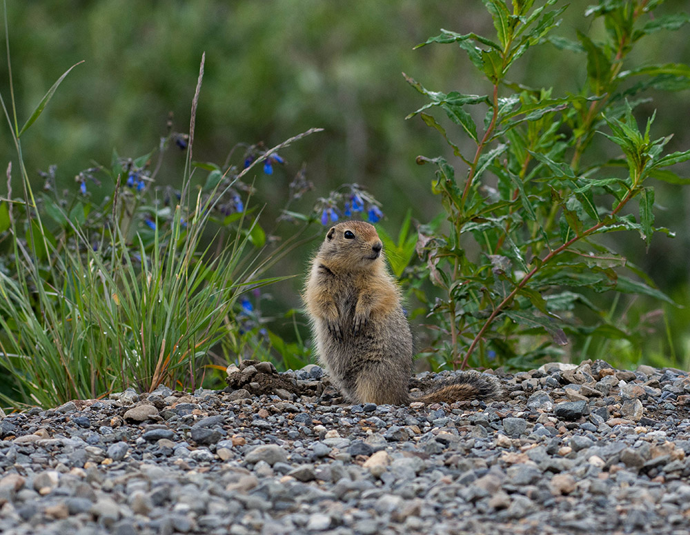 squirrel-with-plants-in-background-alaska.jpg