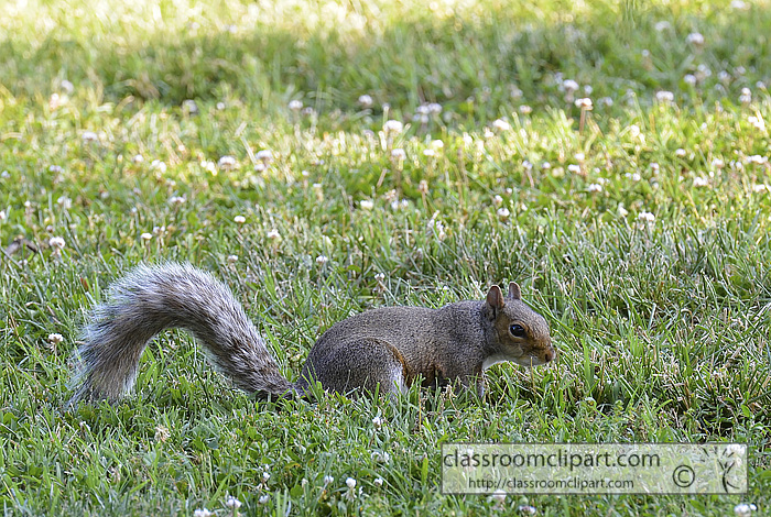squirrel_on_grassA.jpg