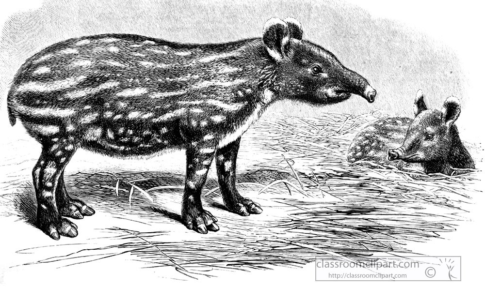 adult-and-baby-bairds-tapir-illustration.jpg