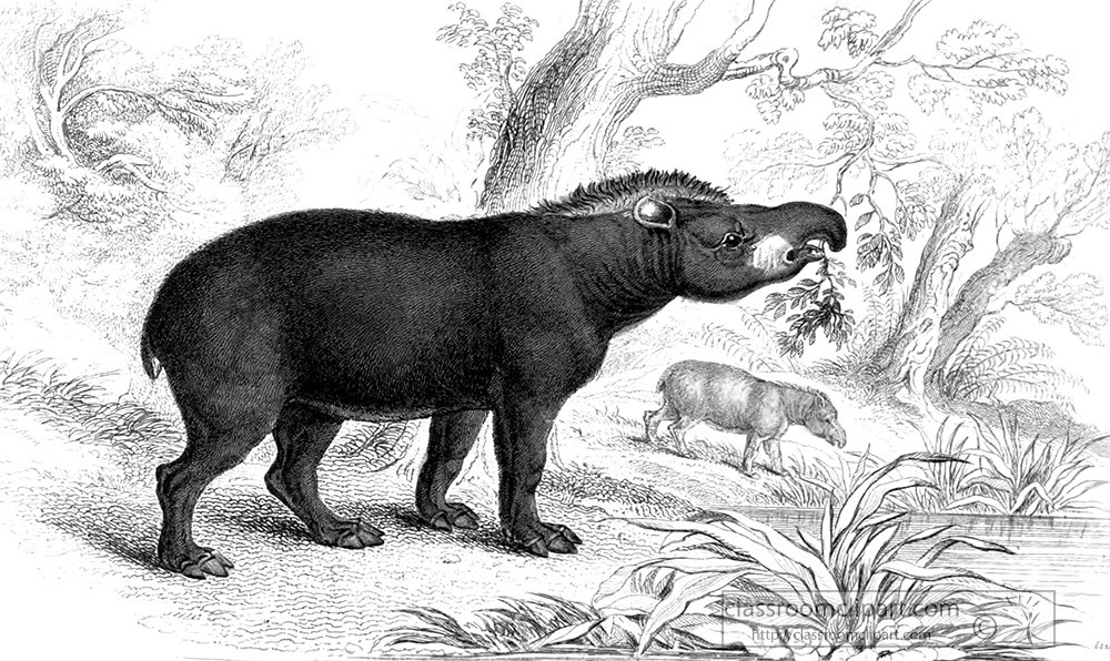 animal-illustration-tapir-foraging-for-food-using-snout.jpg