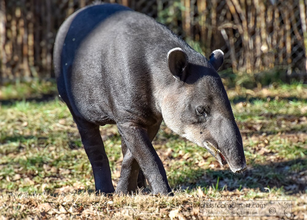 bairds-tapir-shows-proboscis.jpg