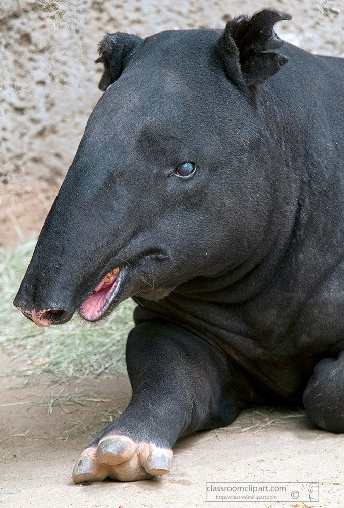 side-view-of-tapir-sitting-shows-open-mouth.jpg