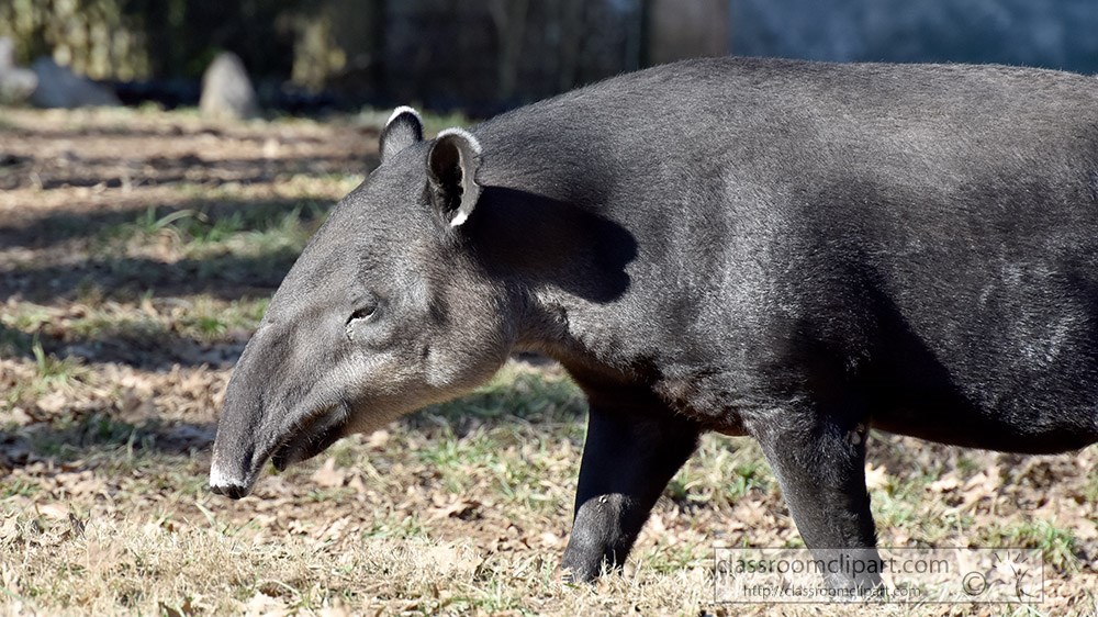 tapir-closeup-side-view-of-snout.jpg