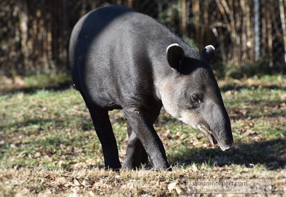 tapir-herbivorous-mammal.jpg