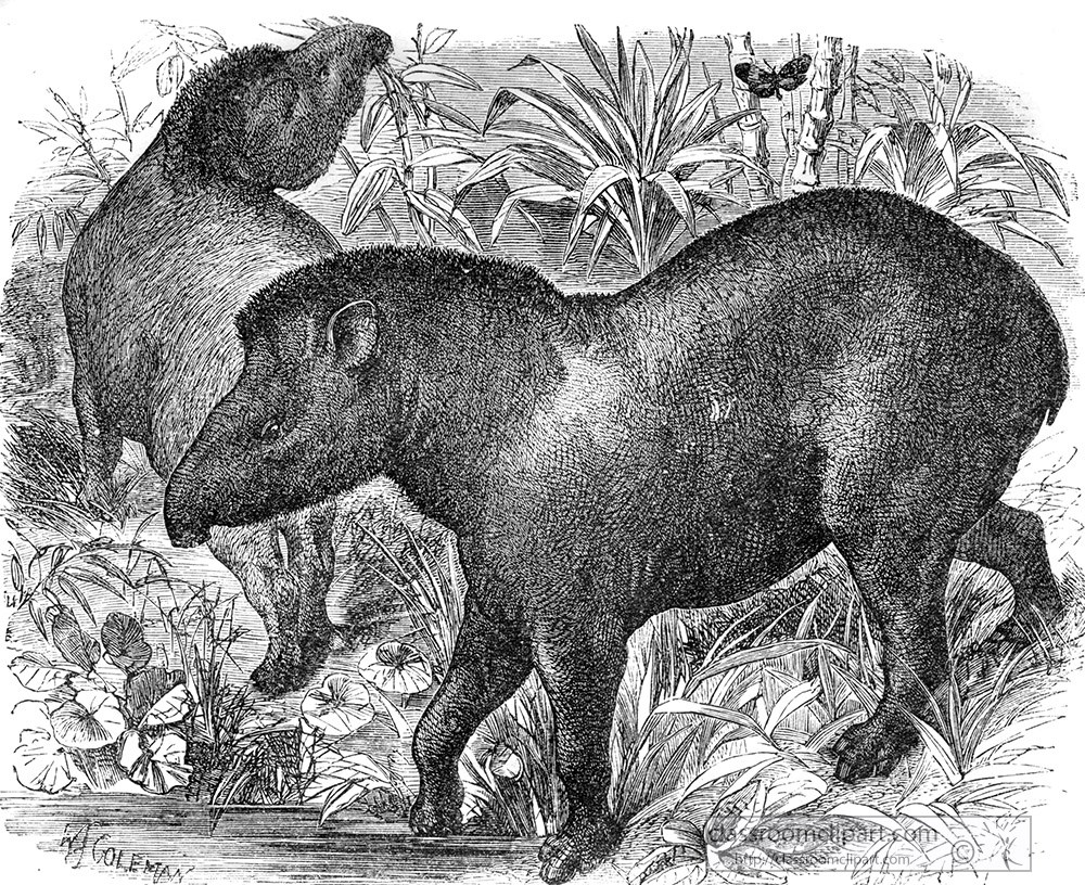 tapir-illustration-ma161a.jpg