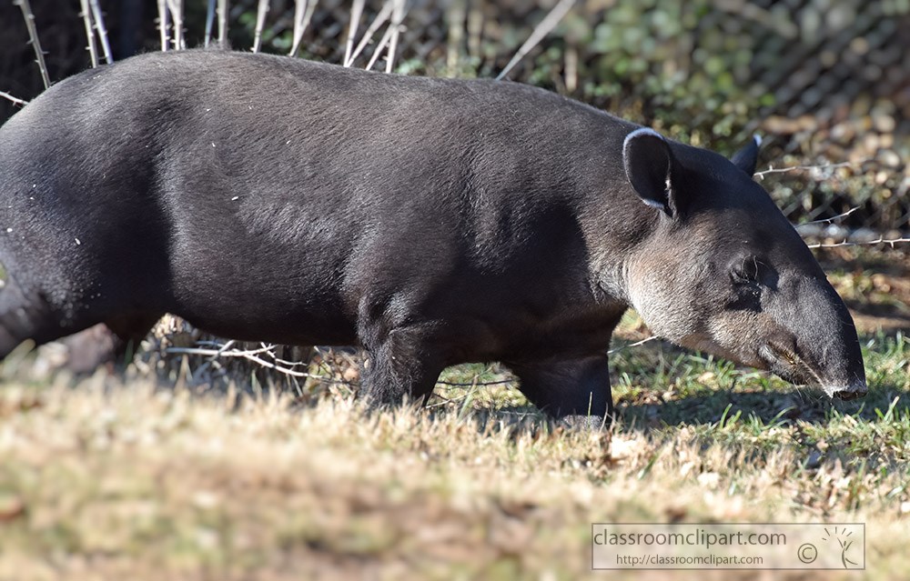 tapir-walking-in-grass-at-zoo.jpg