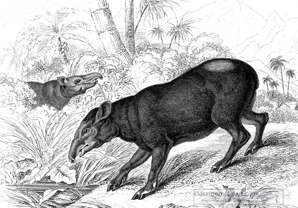 two-tapirs-snouts-to-the-ground-in-search-of-food-illlustration.jpg