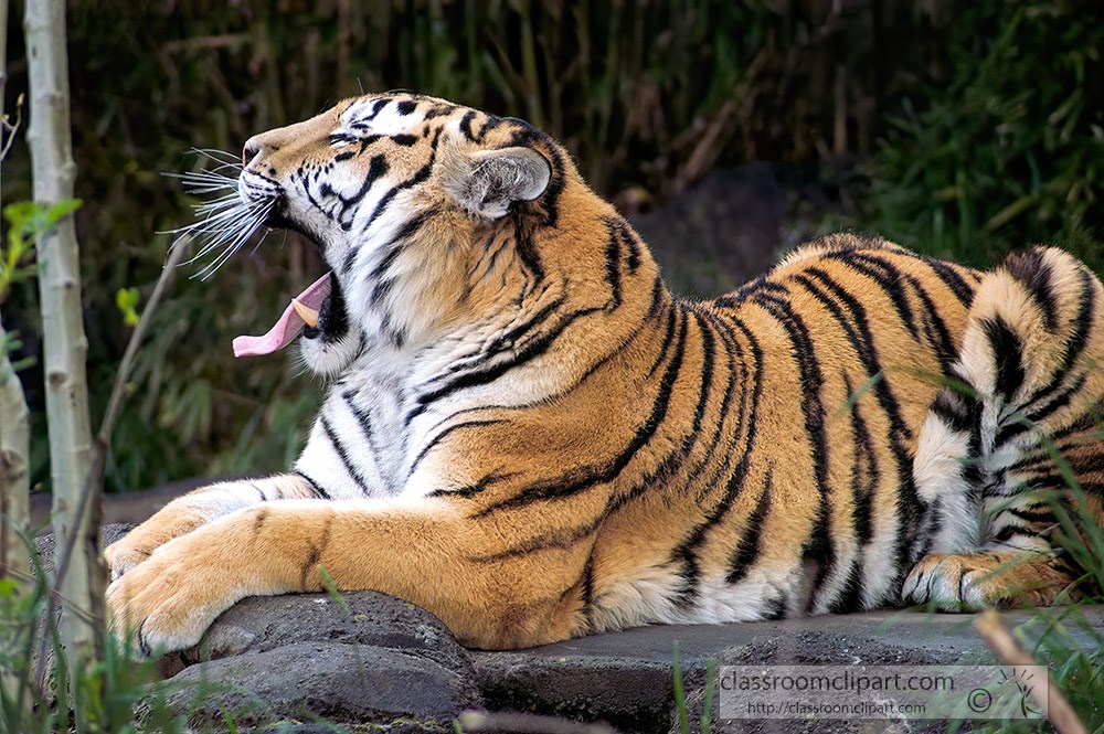 amur-tiger-mouth-open-shows-teeth-photo-7467l2.jpg
