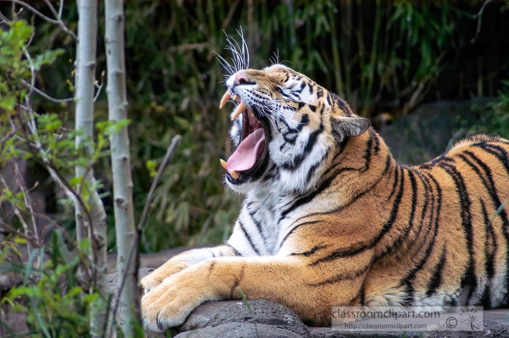 amur-tiger-panthera-tigris-tigris-shows-sharp-teeth.jpg