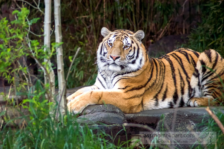 amur-tiger-photo-7465.jpg