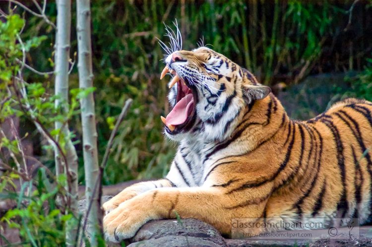 amur-tiger-photo-7468.jpg