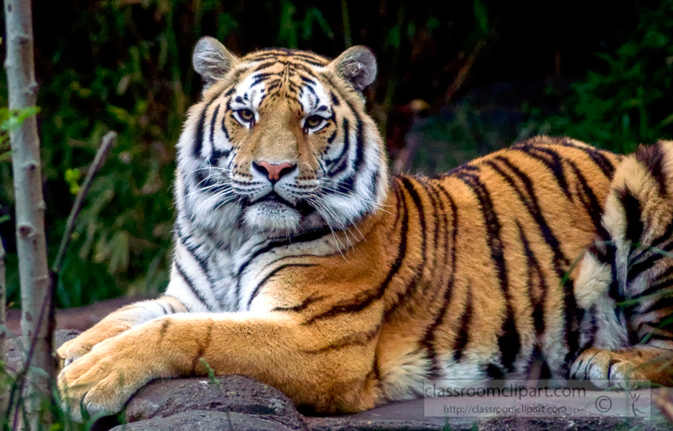 amur-tiger-photo-7471.jpg
