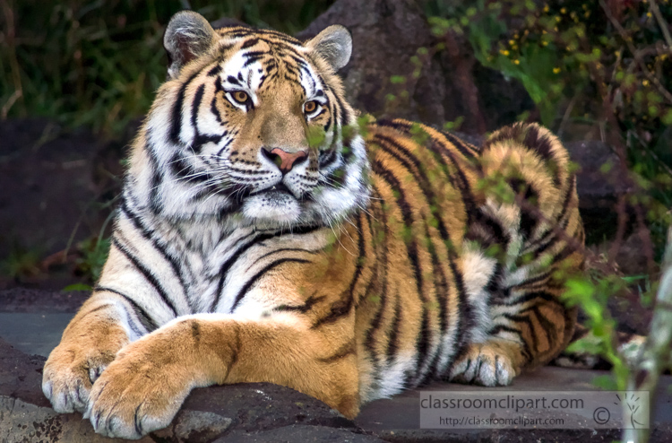 amur-tiger-photo-7475.jpg