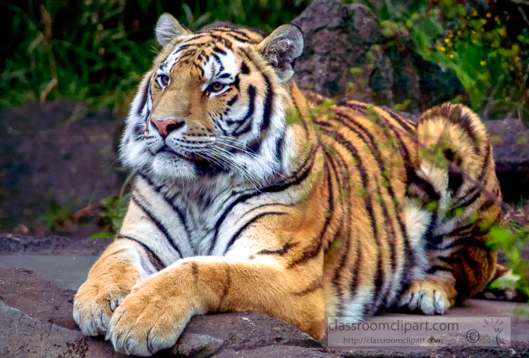 amur-tiger-photo-7476.jpg
