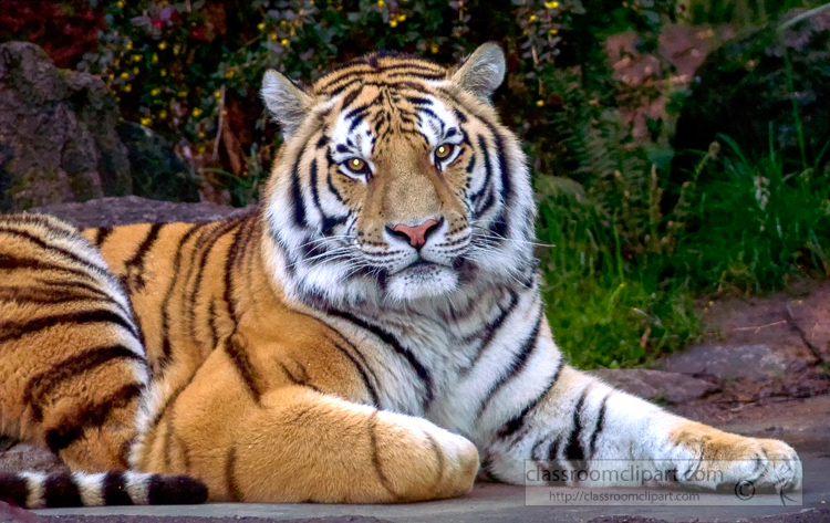 amur-tiger-photo-7486.jpg