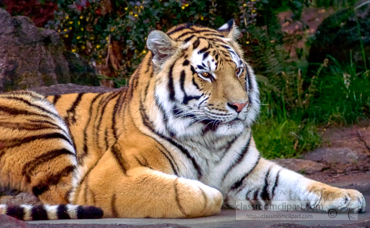 amur-tiger-photo-7490.jpg