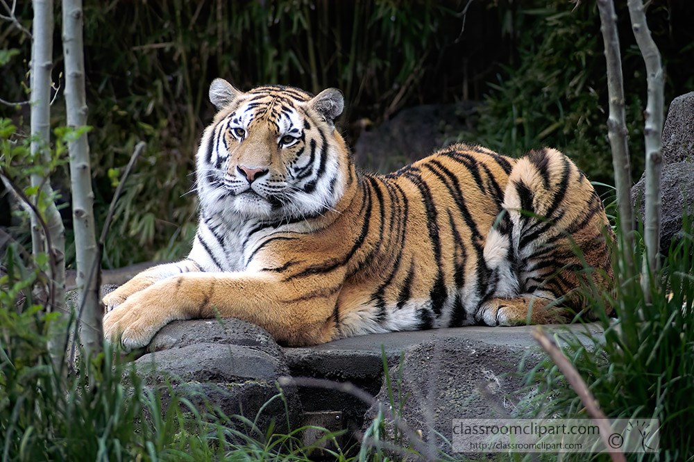amur-tiger-sitting-on-rock-surroundied-by-trees.jpg