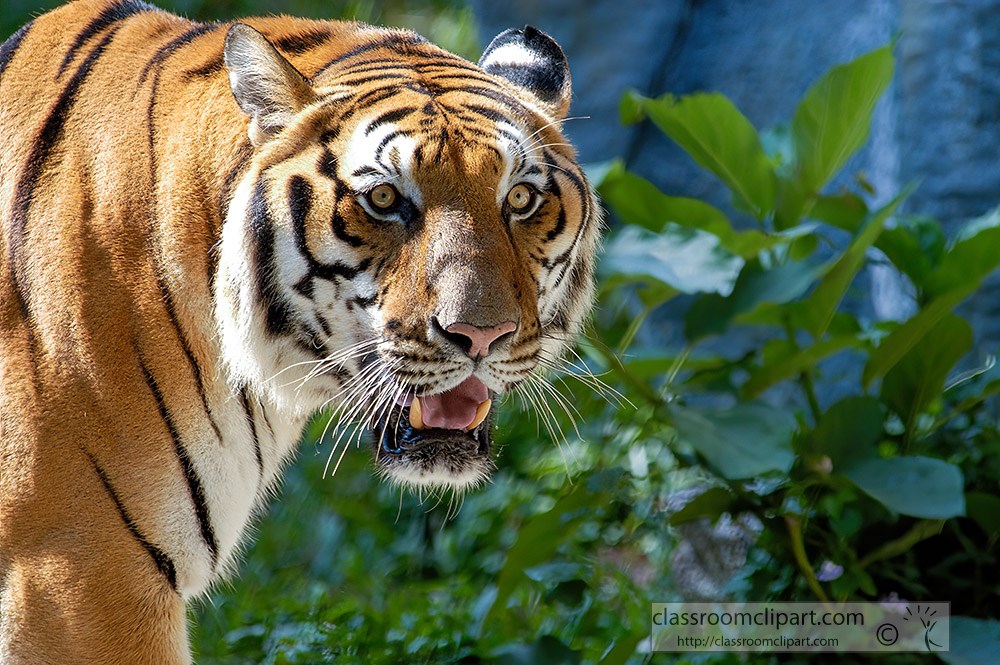 front-view-of-tiger-dark-vertical-stripes-on-orange-fur.jpg
