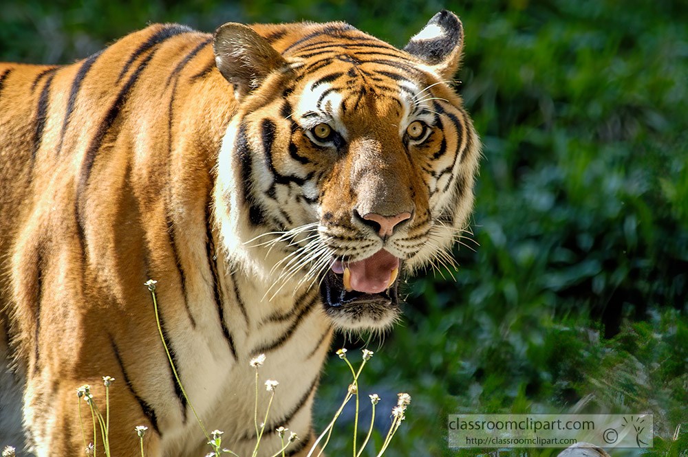 largest-species-of-cat-in-the-world-tigers.jpg