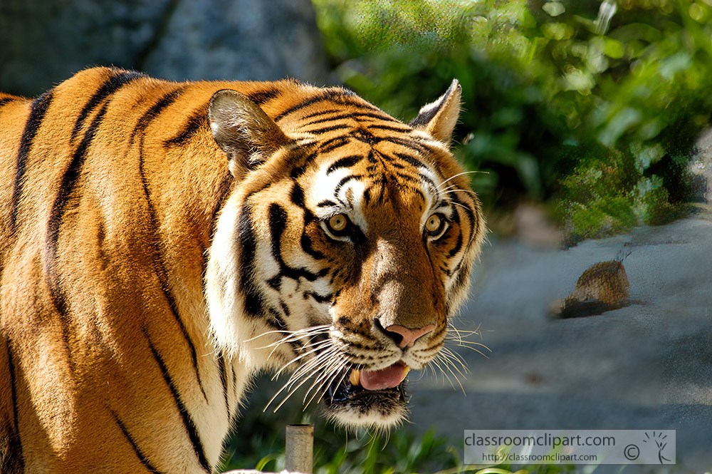 no-two-tigers-have-the-exact-same-markings.jpg