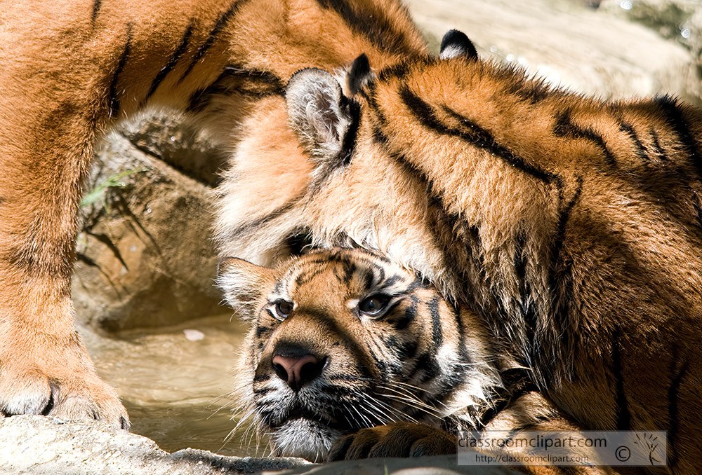 one-sumatran-tiger-resting-head-on-another-tiger.jpg