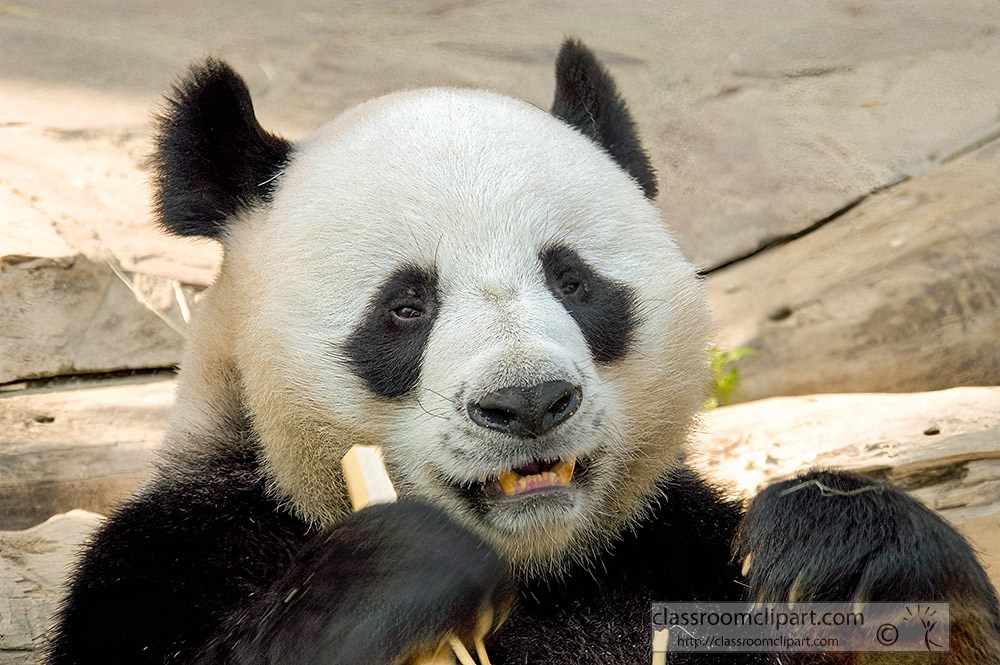 panda-gnawing-on-piece-of-wood.jpg