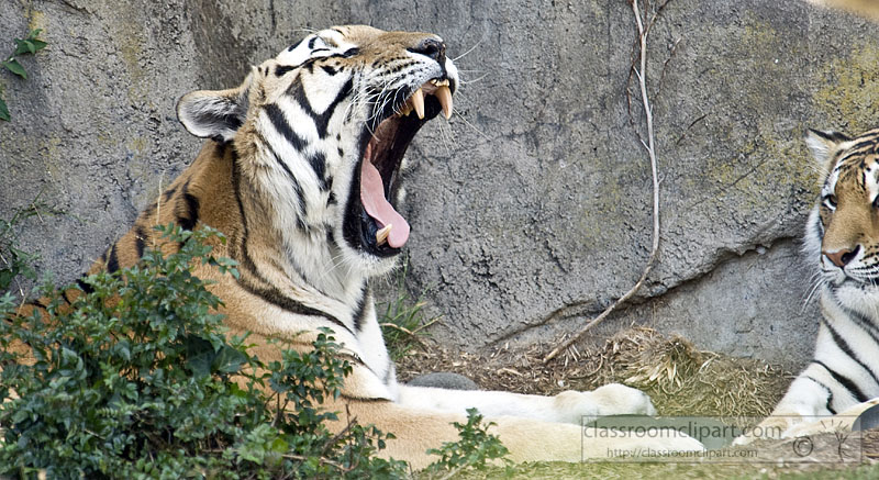 picture-tiger-open-mouth-807_321.jpg