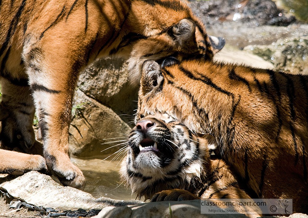 playful-sumatran-tiger-5172.jpg