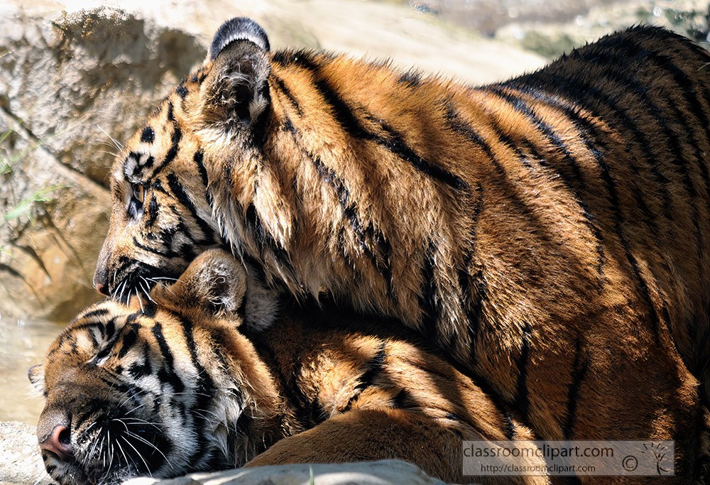 sumatran-tiger-5162.jpg