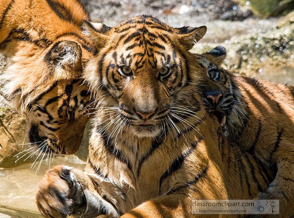 sumatran-tiger-5182.jpg