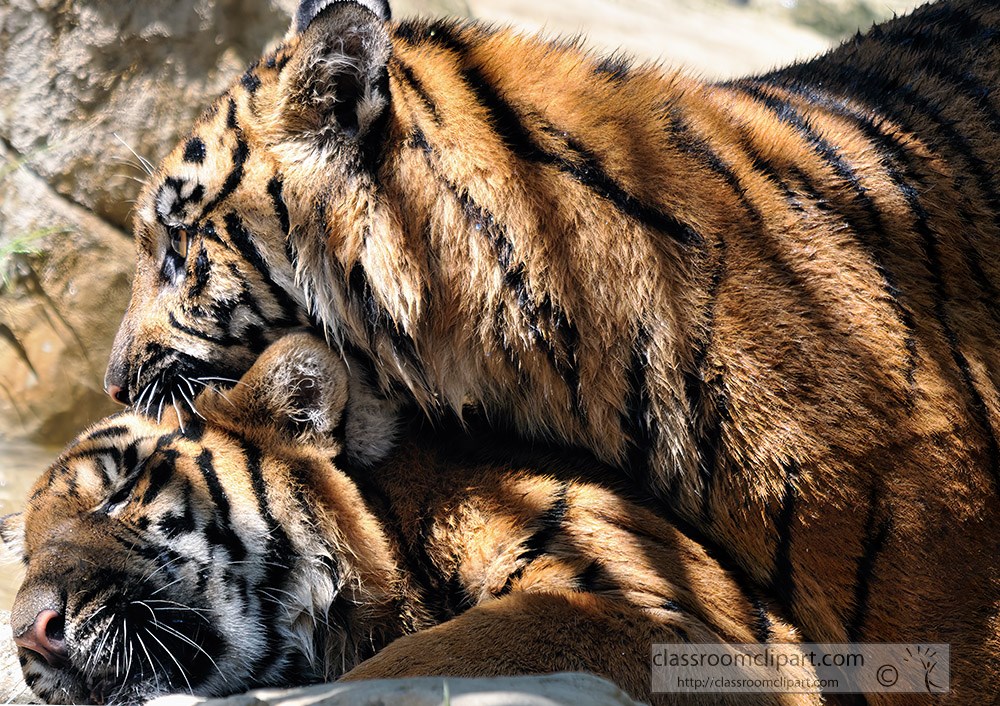 sumatran-tiger-chewing-on-ear-of-another-tiger.jpg